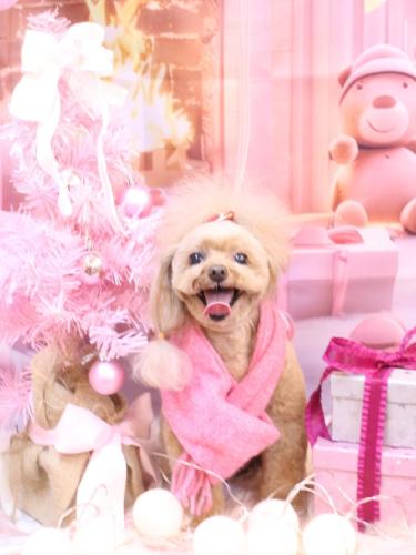 20241228麦ちゃん